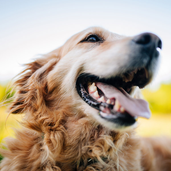 dog with tongue sticking out