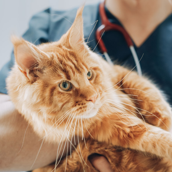 cat at veterinary clinic