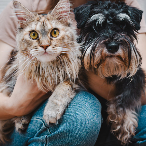 cat and dog sitting together