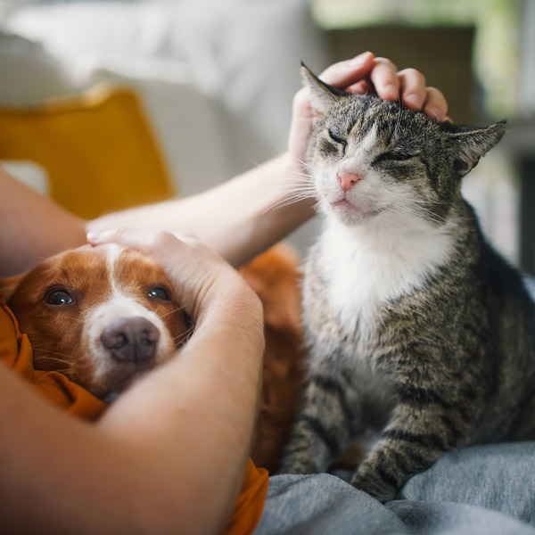 cat and dog being pet