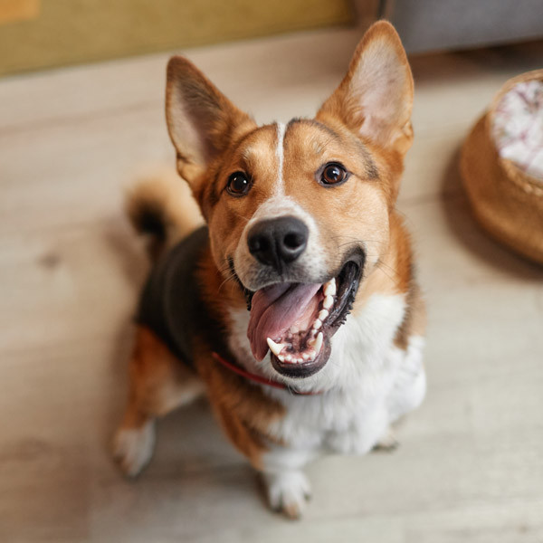 dog with tongue sticking out