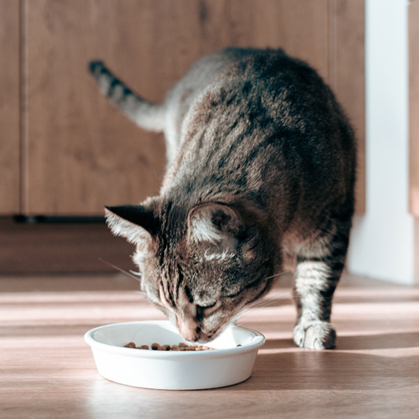 cat eating out of bowl