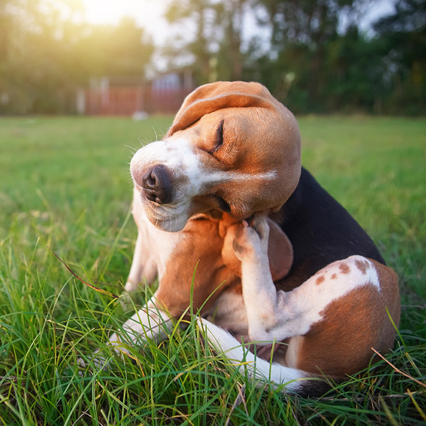 dog scratching in the grass